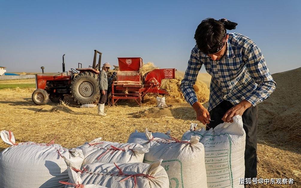 伊朗小麦喜获大丰收,为抵抗美国制裁增加砝码