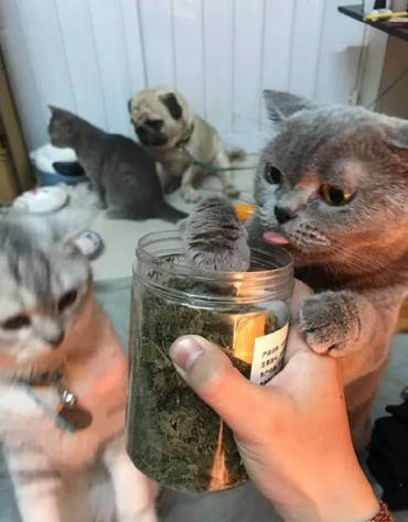 原创主人带回一瓶猫草,猫们看见顿时就忍不住了,一波操作笑傻主人