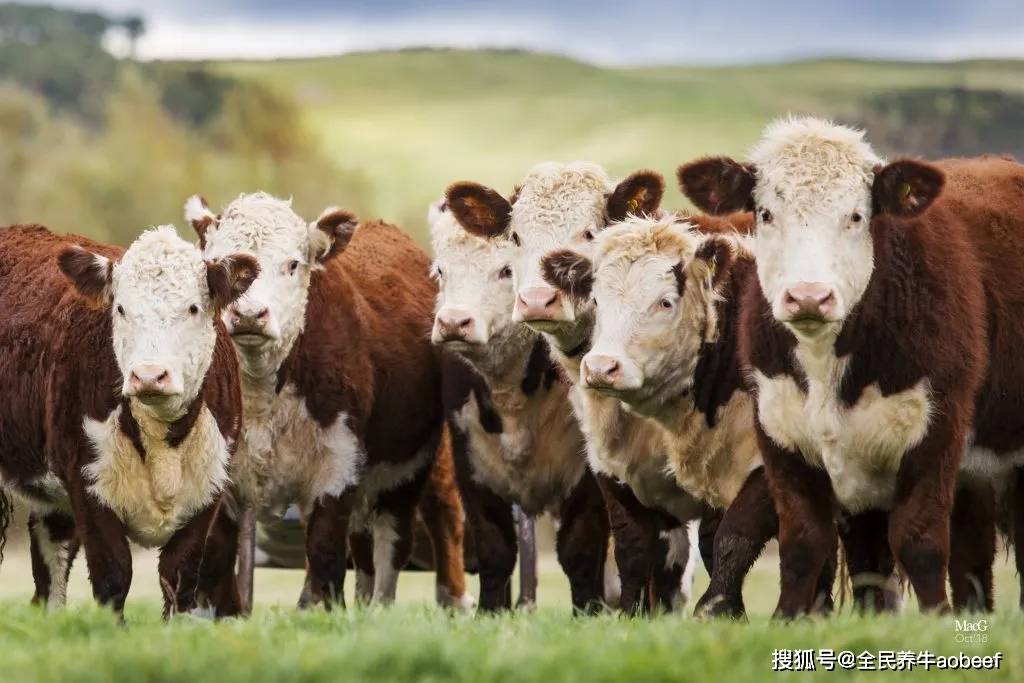 进口牛肉常见品种:来自英国的赫里福德牛