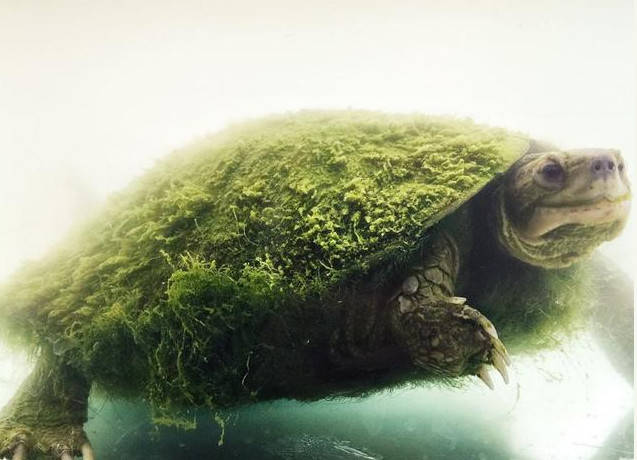 养只乌龟背上却长层绿毛,网友想剪掉,朋友一番话才知养了个宝贝_宠物