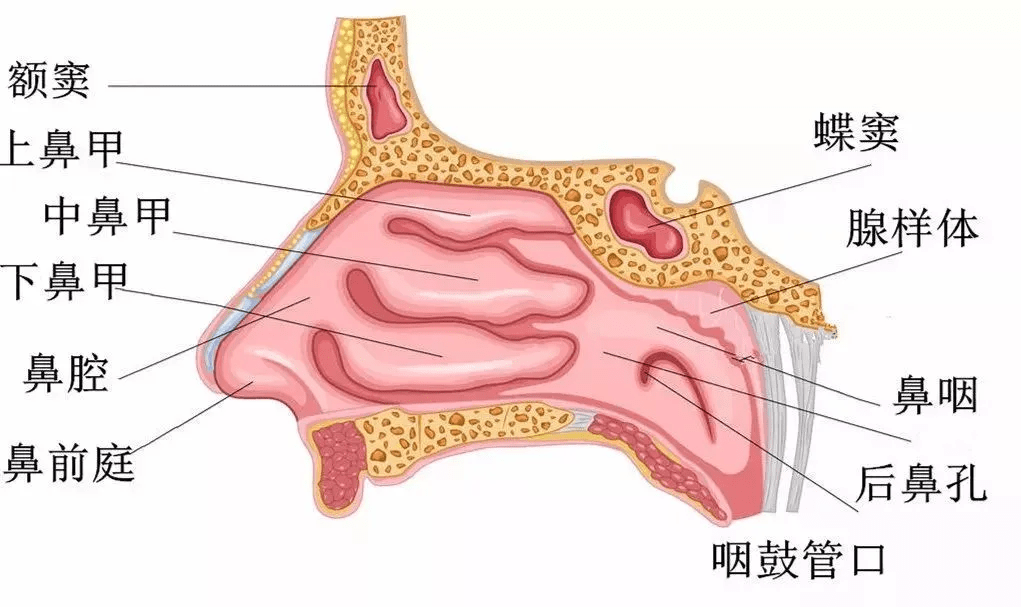 清鼻堂科普科普 我们都是"一个鼻孔出气的人"