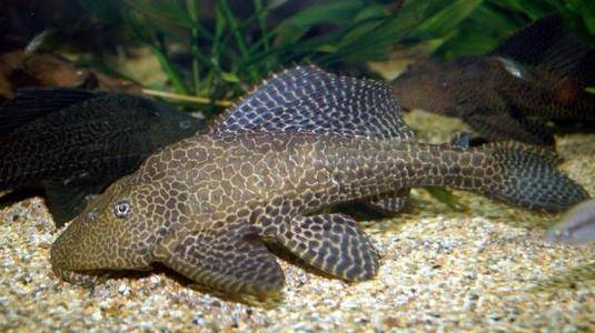 原创清道夫生命力到底有多强悍,40度高温暴晒一天后,依旧干翻食人鱼