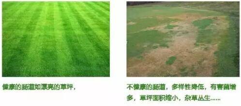 肠道|慢性便秘治疗的新技术——粪菌移植