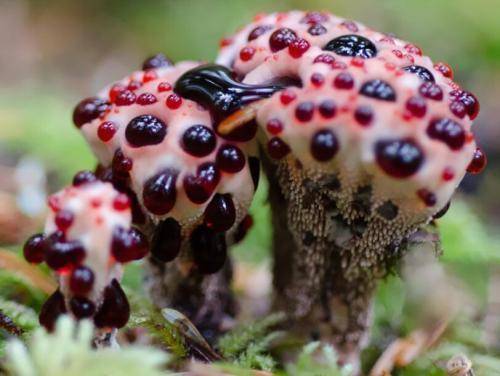 恶魔雪茄有毒吗恶魔雪茄可不可以吃