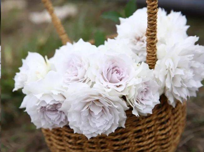 原创超美波浪蕾丝边月季盘点,其中暗藏了一个大玄机,你发现了吗?