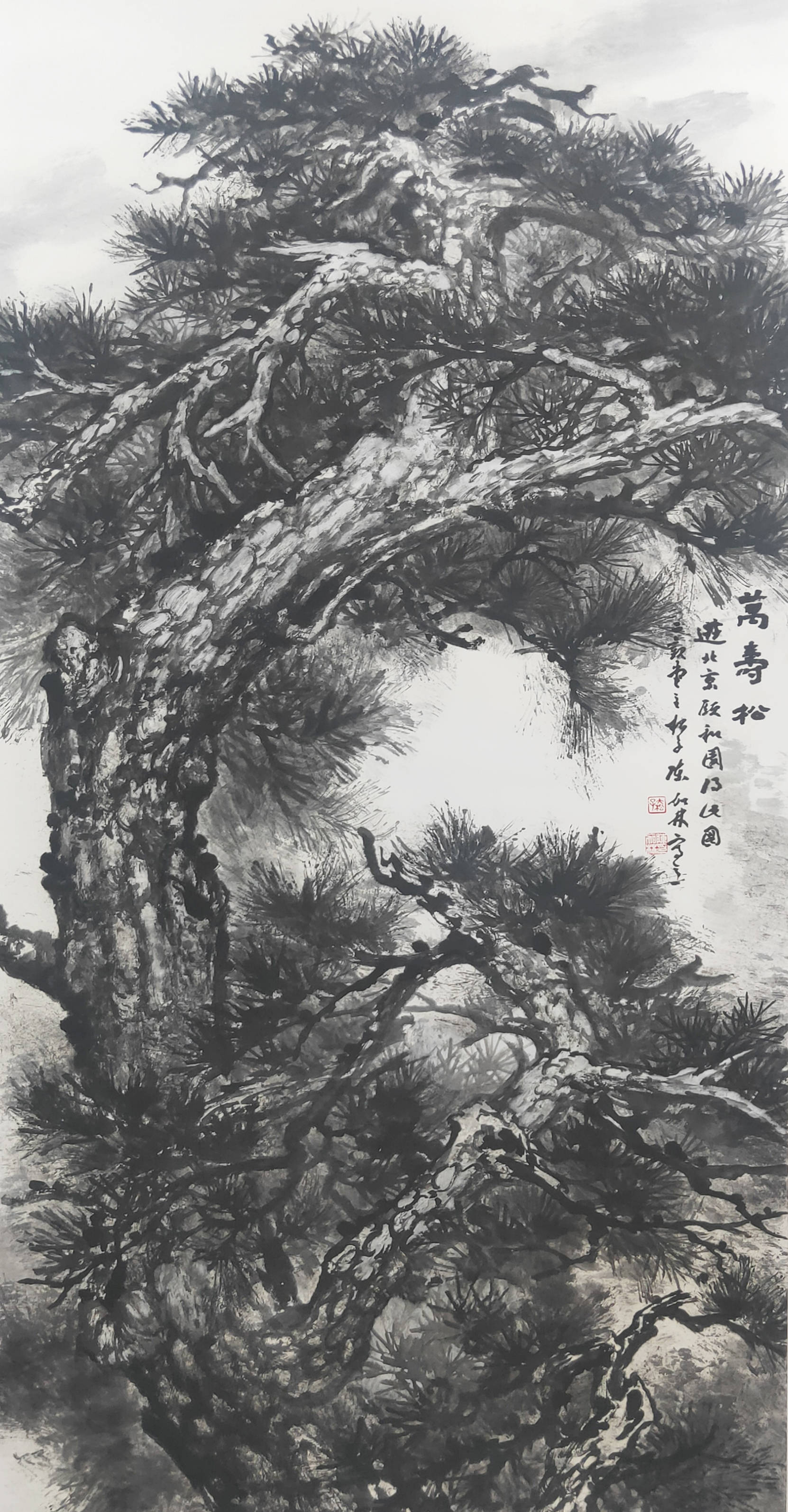 中国画《万寿松》 尺寸:68cm╳136cm