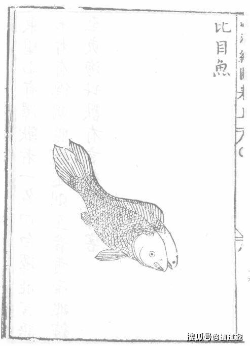 涨知识《海错图》里的奇怪生物,呆萌蠢萌的生物