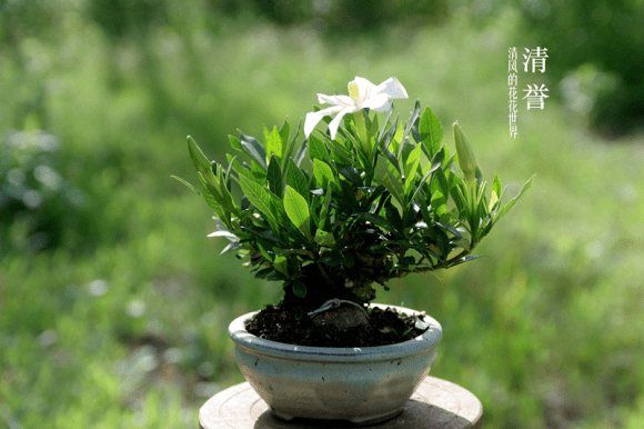 栀子花品种特别多,一些小叶类的品种最适合做盆景,比如雀舌栀子,柳叶