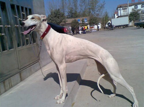 原创【养宠经验】格力犬前腿外八该怎么办