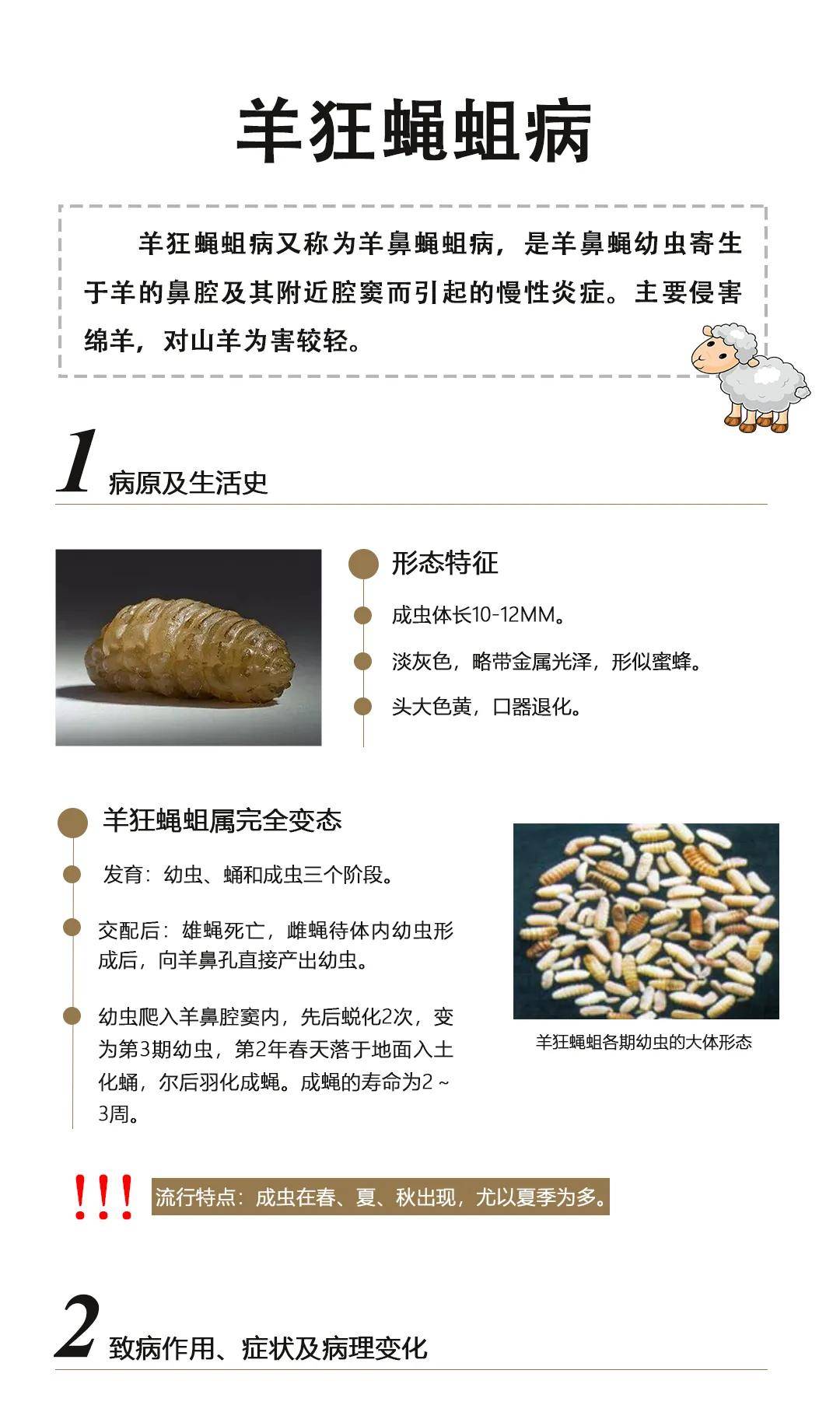 【方通课堂】羊狂蝇蛆病