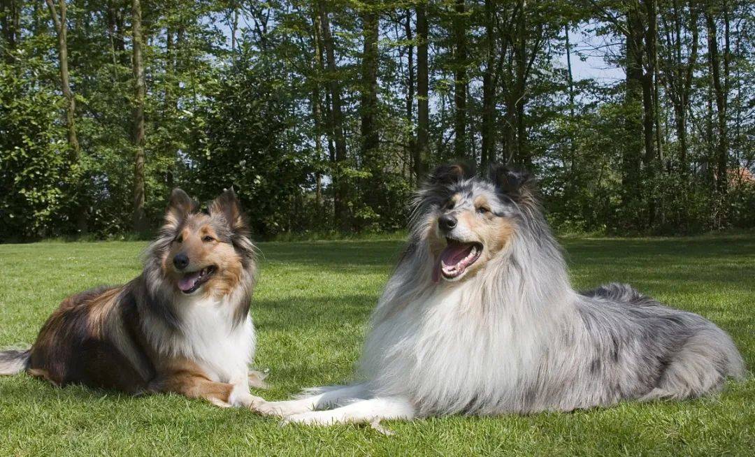 世界十大高智商犬種排名有你家的寵物狗嗎