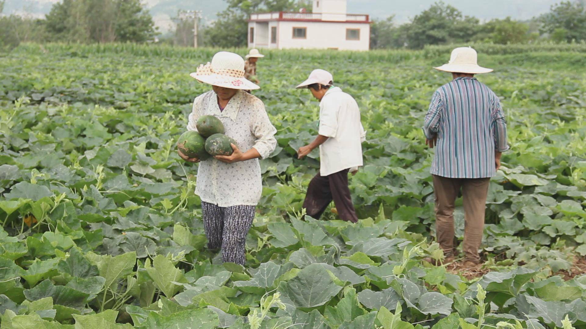 乡村振兴服务队长清1队全力助农牵线济西农场开磅回收乡村振兴农产品