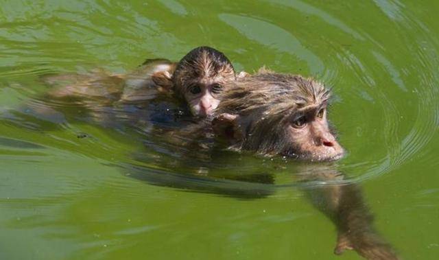 人类或起源于海洋之中!科学家找到关键性证据,进化论再被质疑