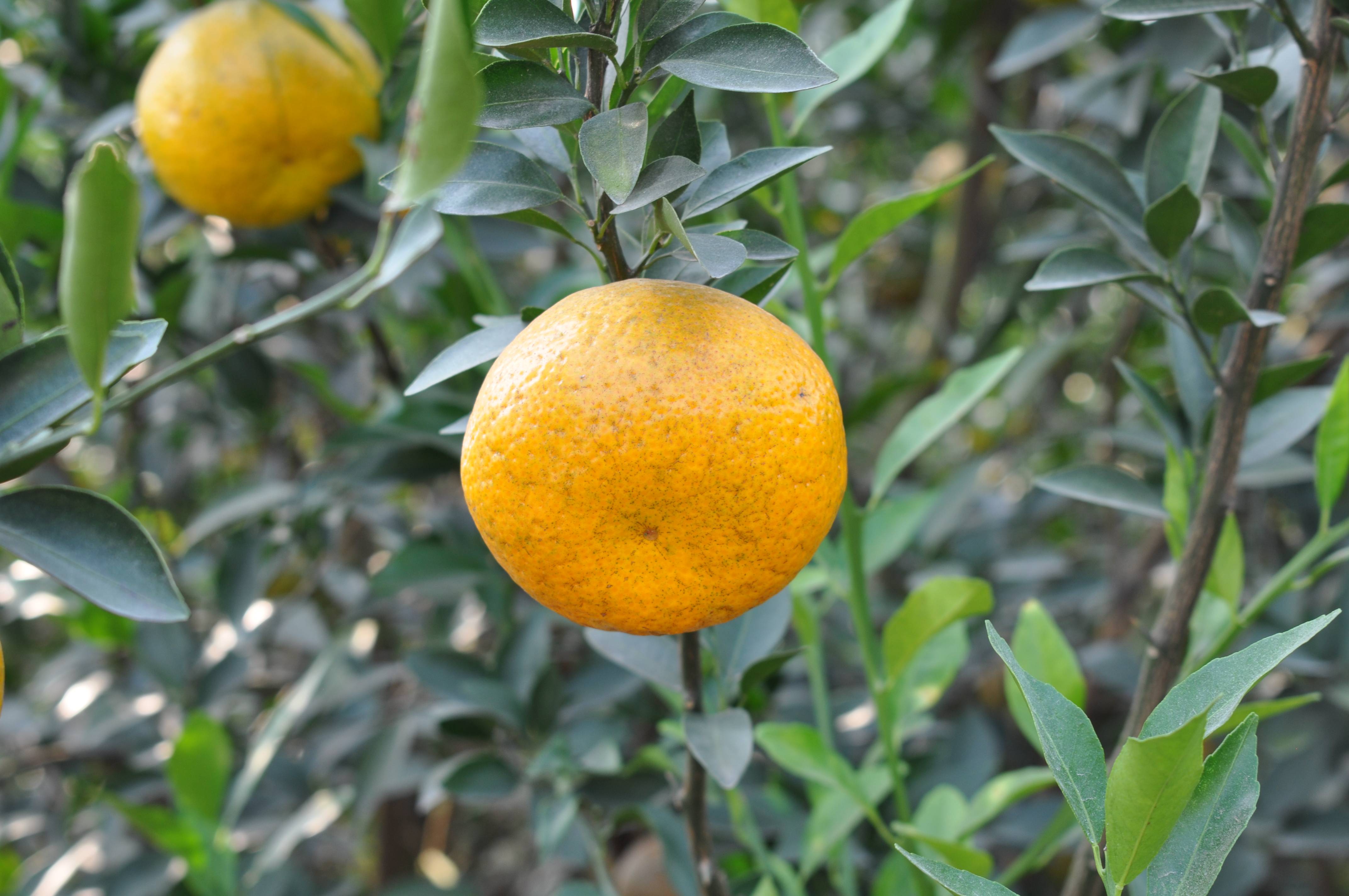 带你了解那些你所不知道的陈品小知识