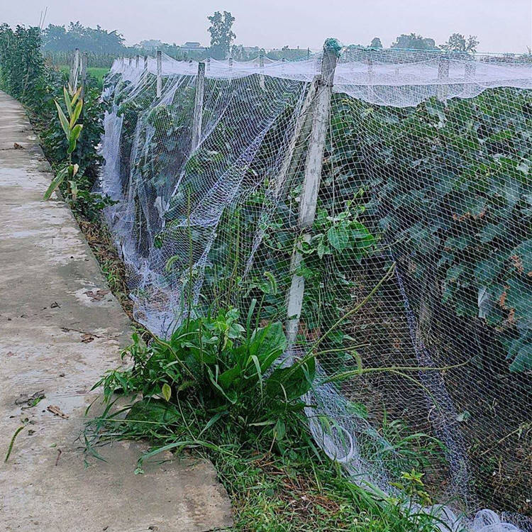 防鸟网搭建图片