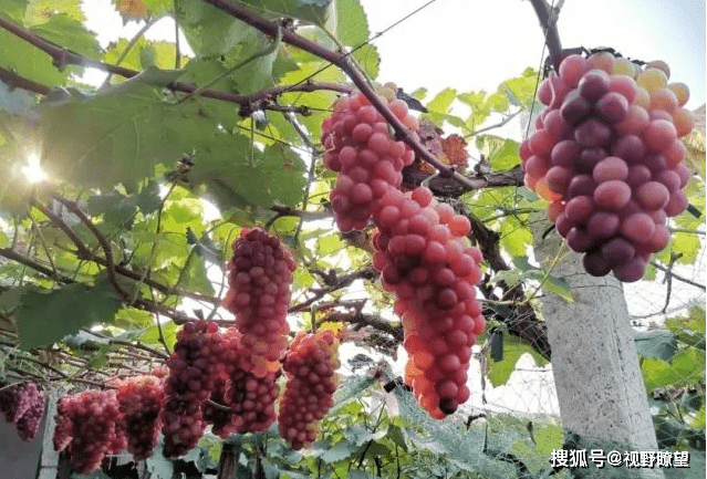 鲁山县辛集乡:串串葡萄托起脱贫致富梦