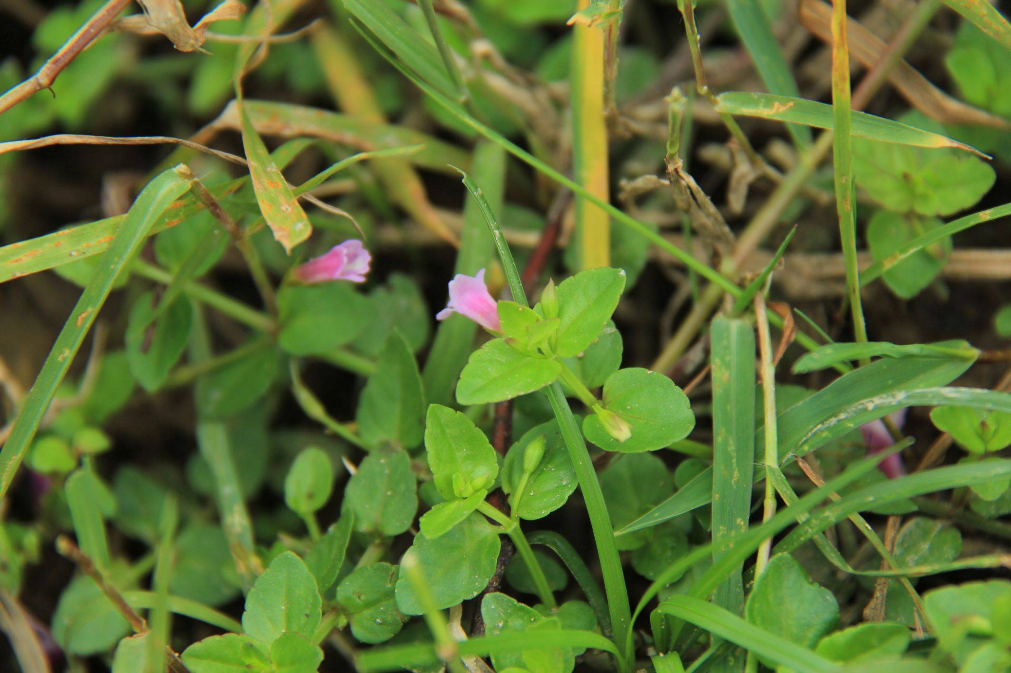 庆元植物1218-玄参科-母草属-长蒴母草_上唇
