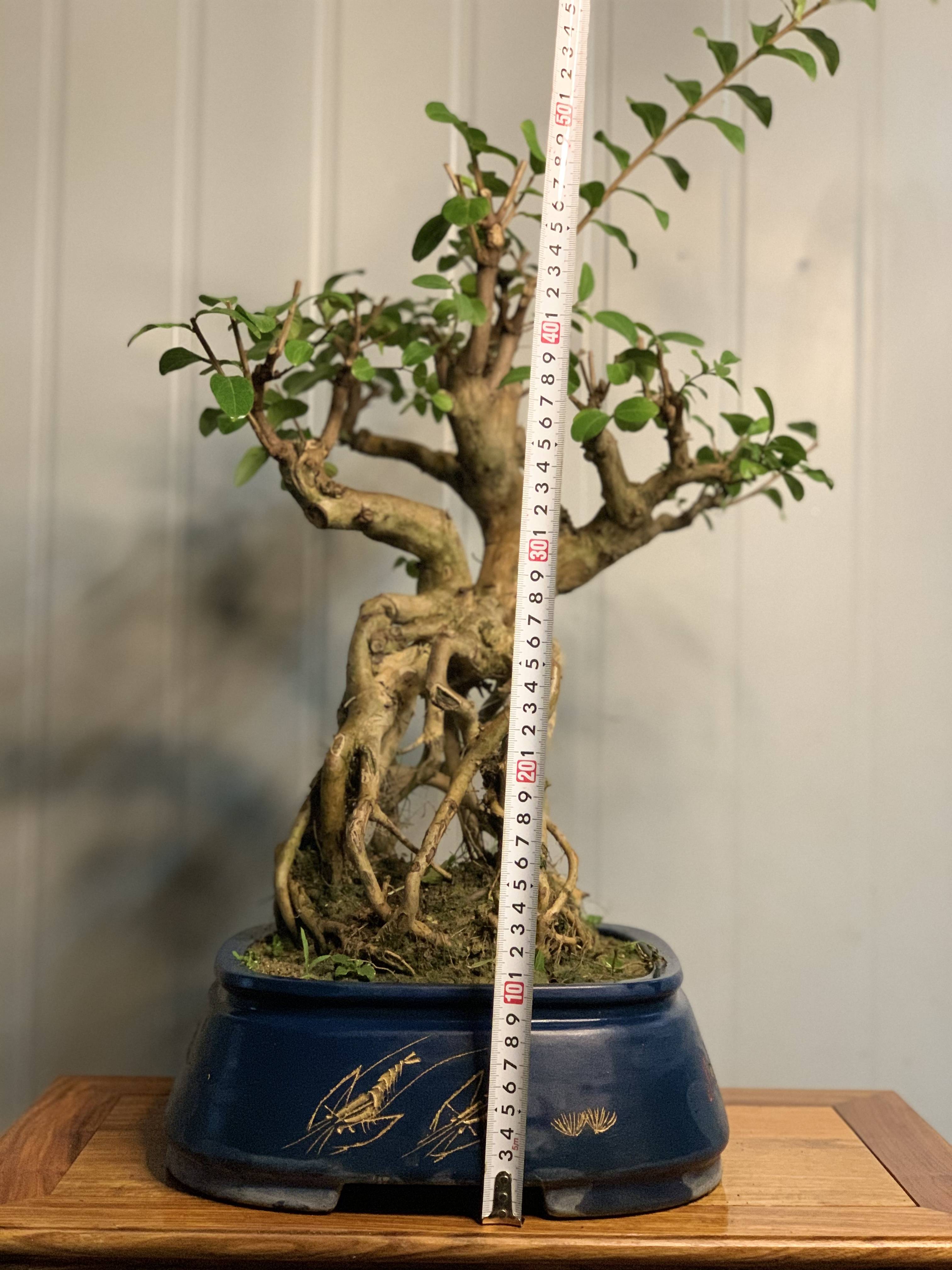 红花紫薇盆景提根造型的哦