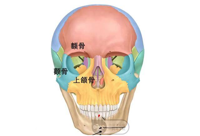 眶上缘是额骨,眶下缘是颧骨 上颌骨,眶外侧缘是额骨 颧骨