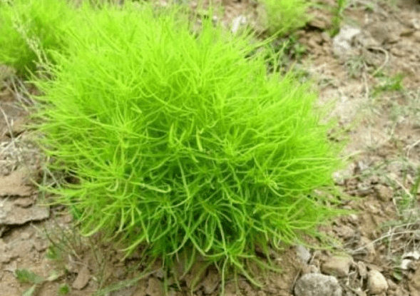 立秋后,皮肤瘙痒难受,常吃此草,止痛止痒,远离皮肤疾病