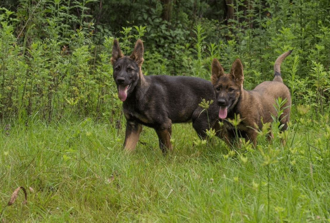 混血狼犬多数为黄嘴或红嘴,有的只剩下