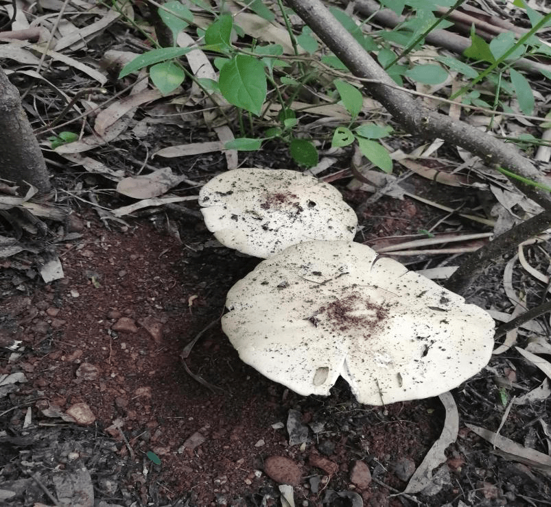 鸡枞有话说 @所有云南人