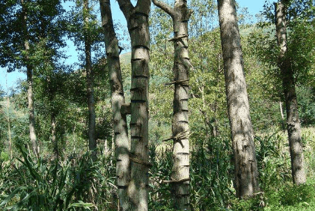 南方1种"咬人树",碰不得摸不得,汁液千年不腐,如今300元1斤_漆树