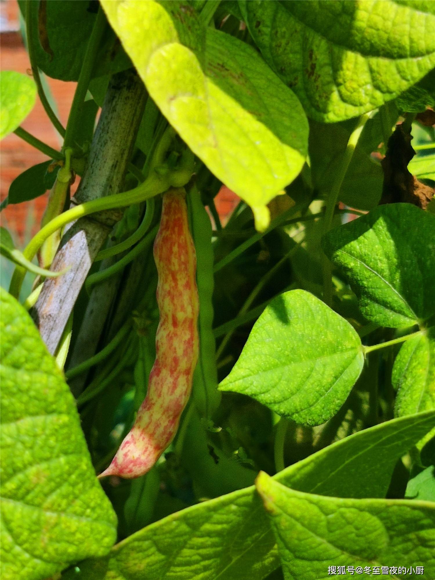 优质的菜豆,是豆角中的极品,肉很多,它的豆荚上没有筋,口感很好,无柴
