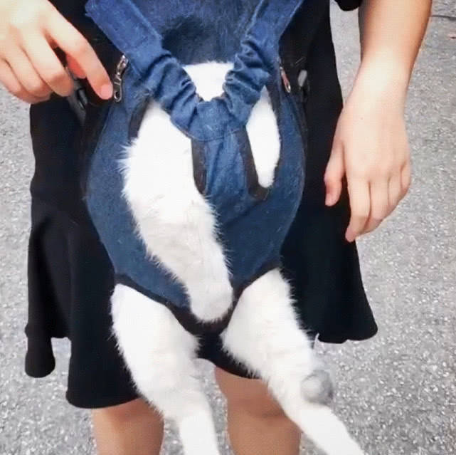 男生背猫咪出去遛弯半路发现猫脑袋不见了伸手去一戳萌化了