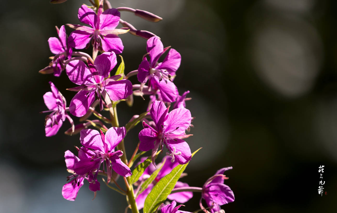 幽居柳树沟的柳兰 一年只见一次面_大自然
