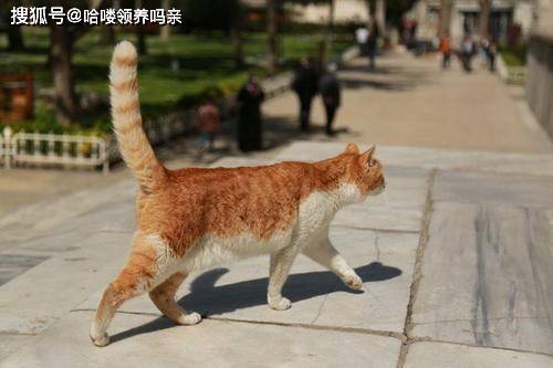 原创每一只顺拐的猫身体里可能住着老虎的灵魂这个顺拐可以笑一天