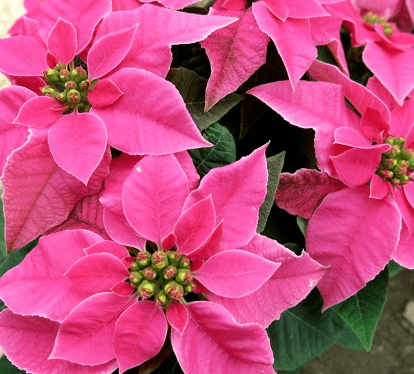 这5种植物,叶子都是粉色的,今年特别流行!