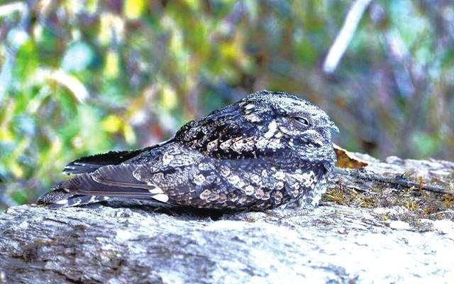 重庆:警民联手 夜鹰幼崽获救