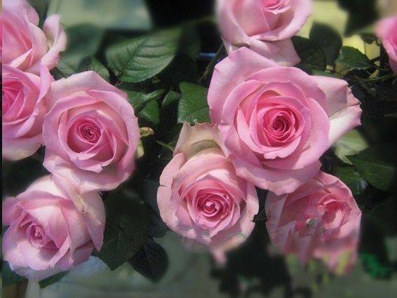 原创月季缓苗的做法,服盆超快!