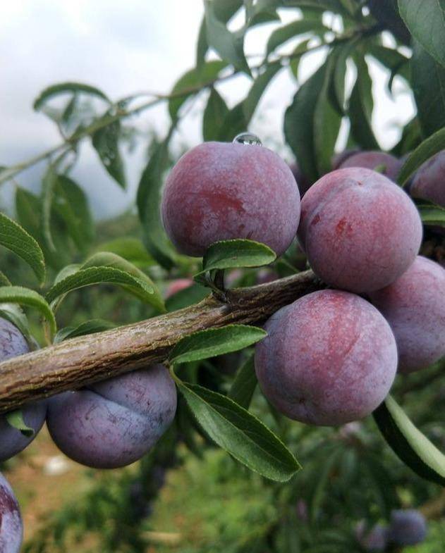 天峨龙滩"珍珠李"走出山岳巍峨,用甜美摘掉"贫困帽"_广西