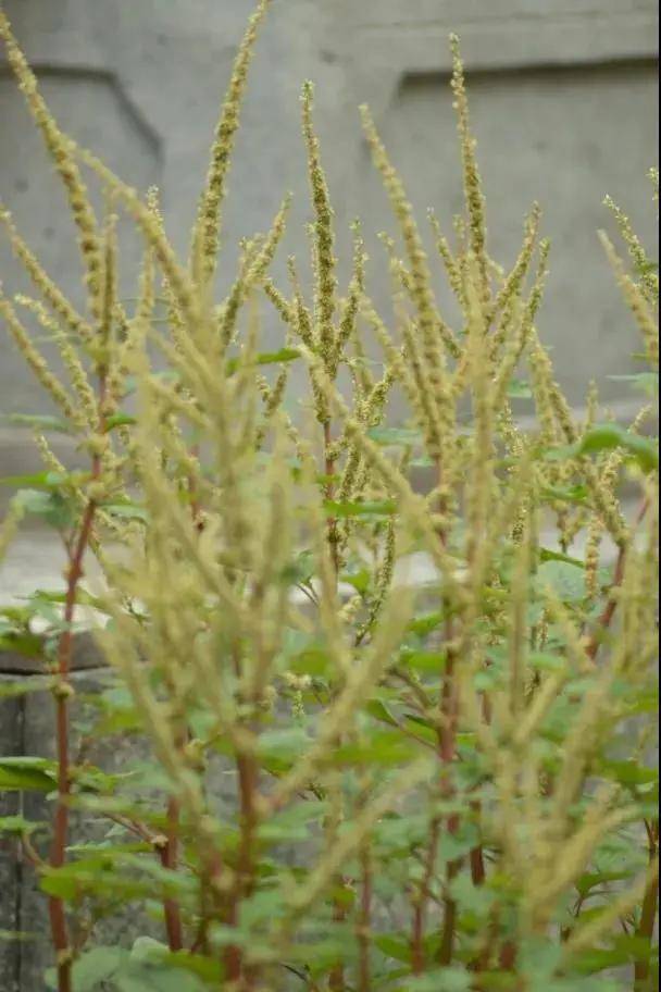 技能全部点亮的刺苋,小时候经常吃