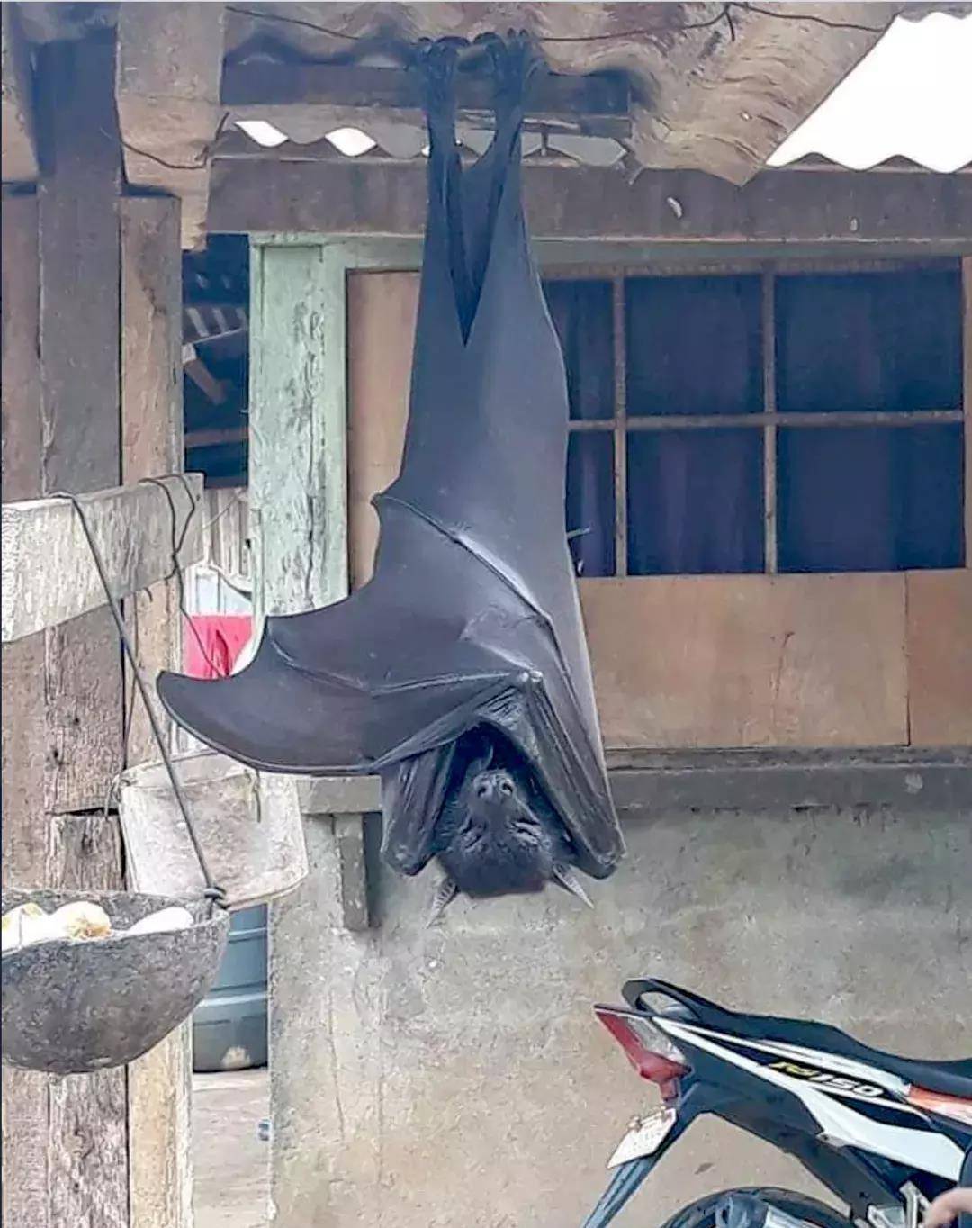 原创菲律宾这种长得像人型蝙蝠侠的超大蝙蝠能把人吓尿