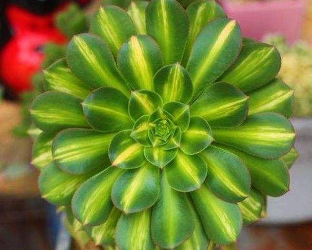 中斑莲花掌叶色斑斓多彩,株型奇特清丽,莲座状的叶丛酷似莲花盛开在