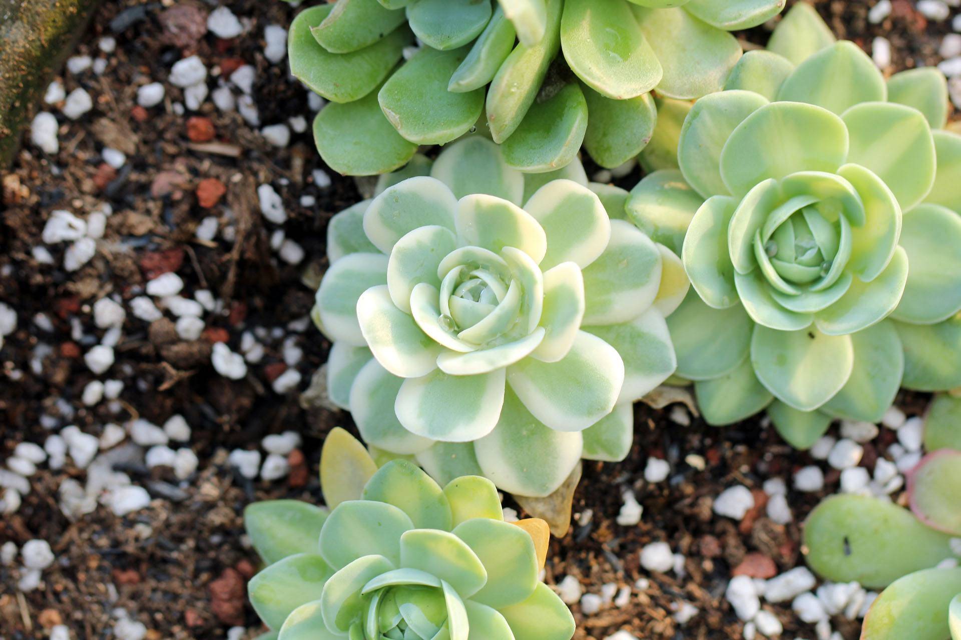 原创养多肉富士注意几方面让它叶片肥厚生长旺