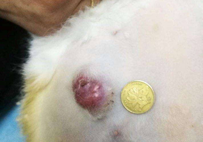 狗狗皮脂腺肿瘤图片