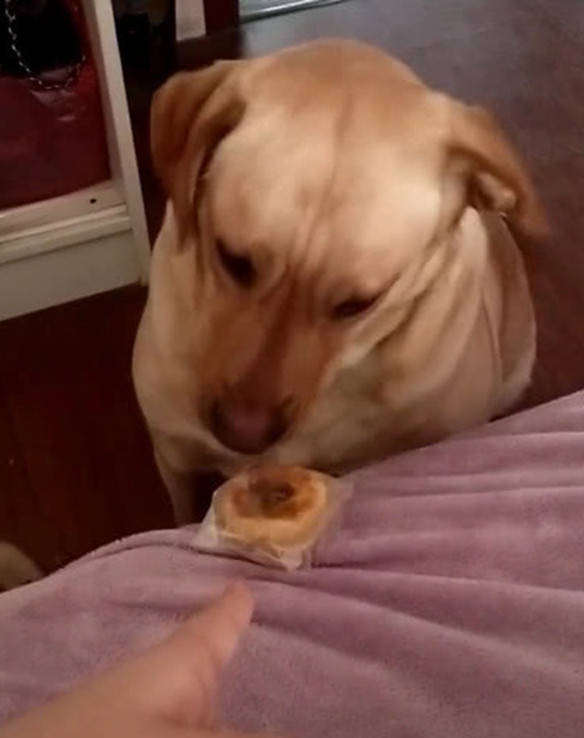 狗狗偷吃蛋糕被发现,满脸委屈看着主人,不料主人这样做_手机搜狐网