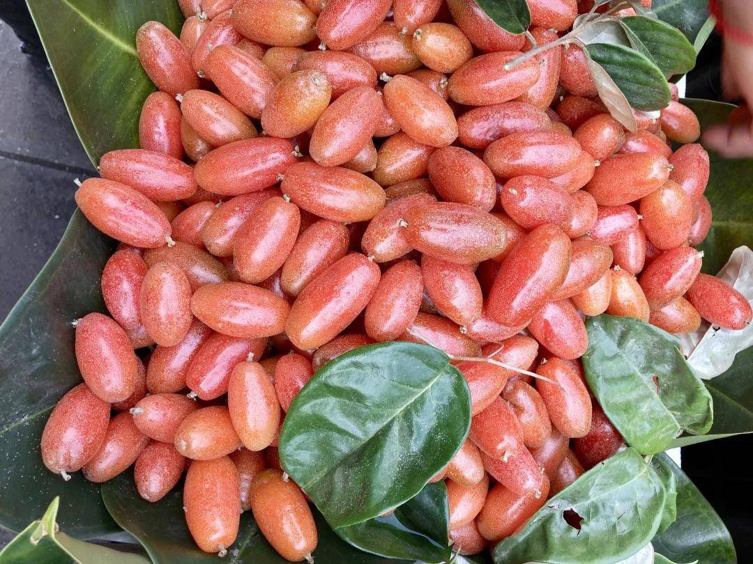 云南人"带毒"的美食,你以为只有菌儿_果实