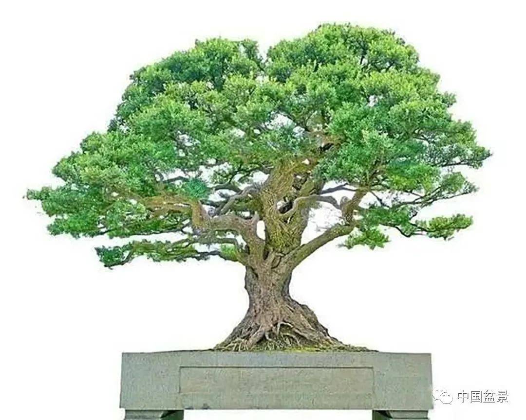 听韩学年聊聊大型盆景那些事儿