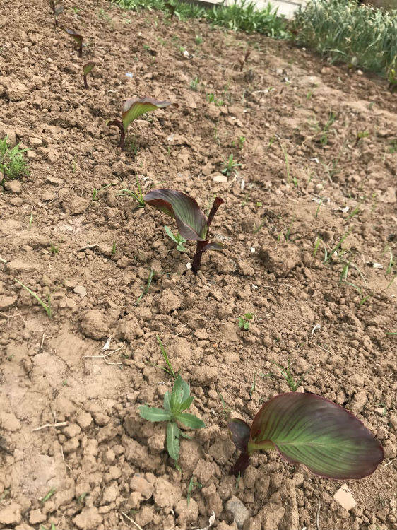 芭蕉芋种植淀粉提取率和加工设备介绍