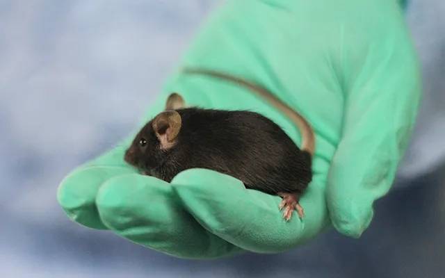 赛业生物繁育管理体系全新升级为cyagencolonymanagementsystem20