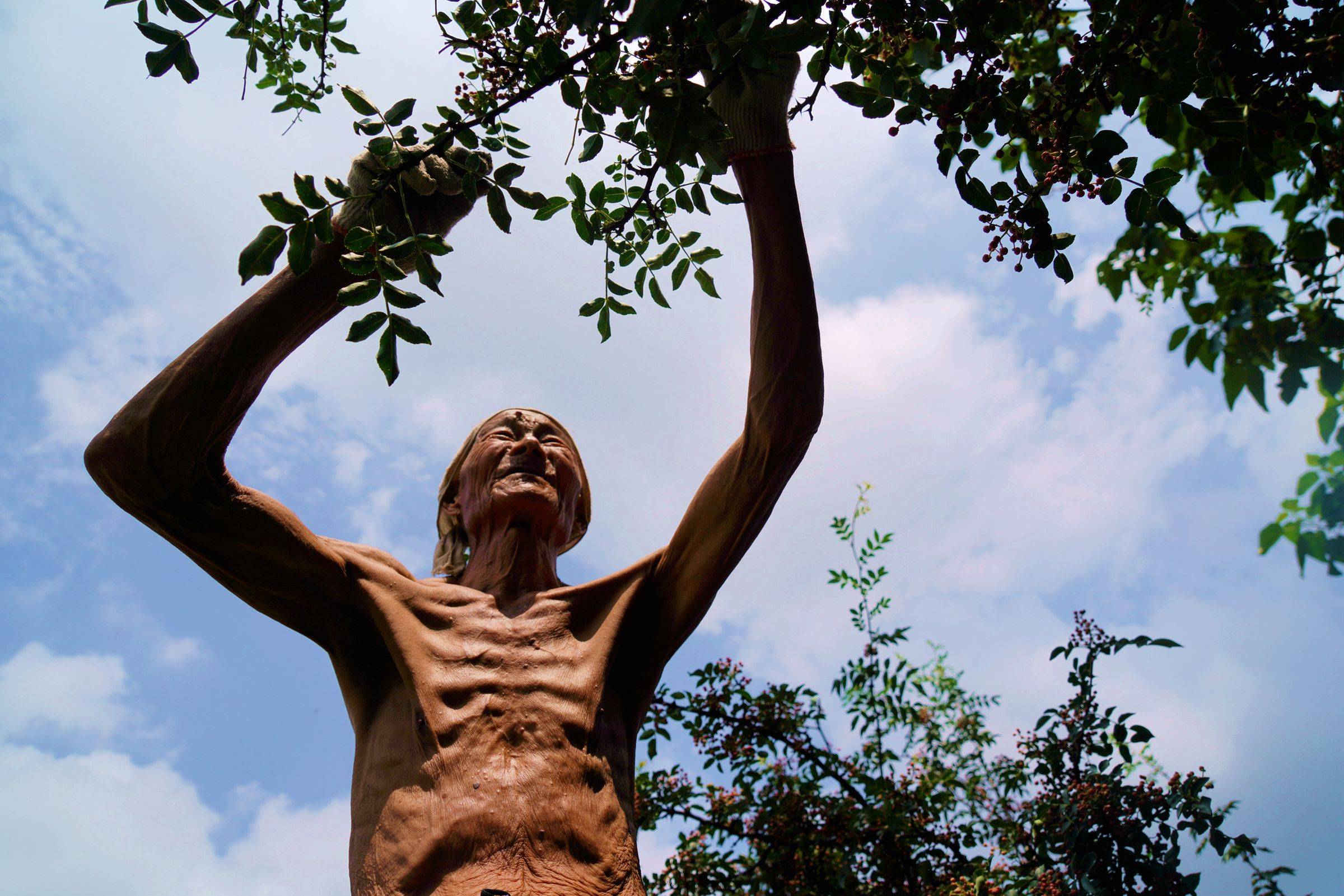 山西8旬农民大爷摘花椒,言说"丰产不丰收",咋回事