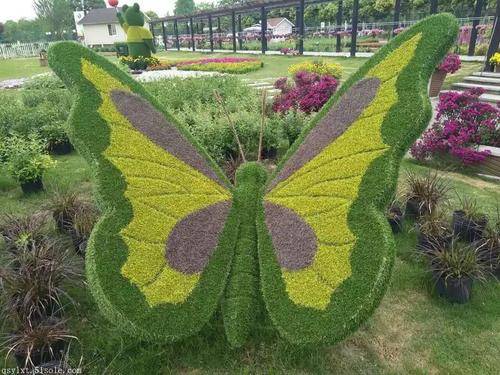 五色草造型制作用的五色草种植注意事项有哪些