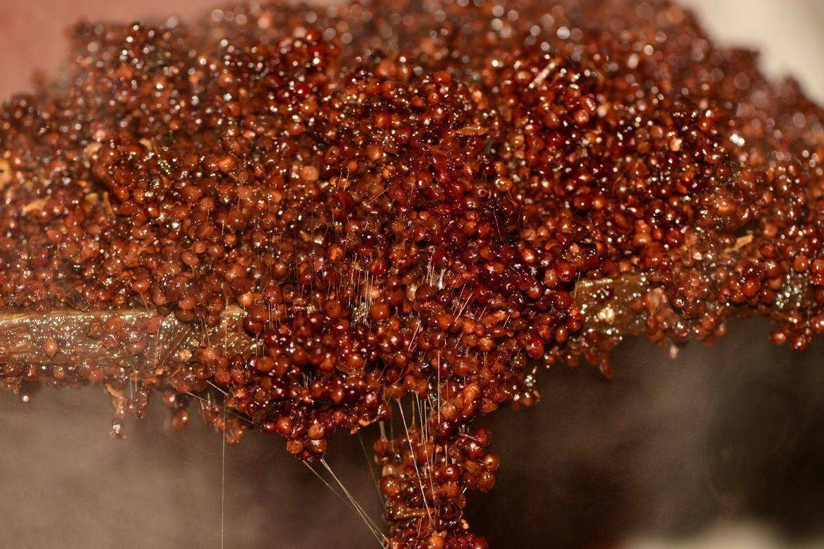 酿酒技术|酿酒把握好这几大要素，是提高出酒率的关键