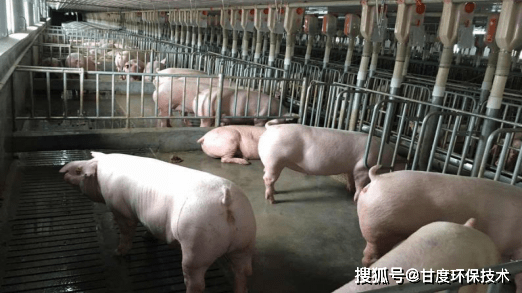 养猪场废水处理勘察案例