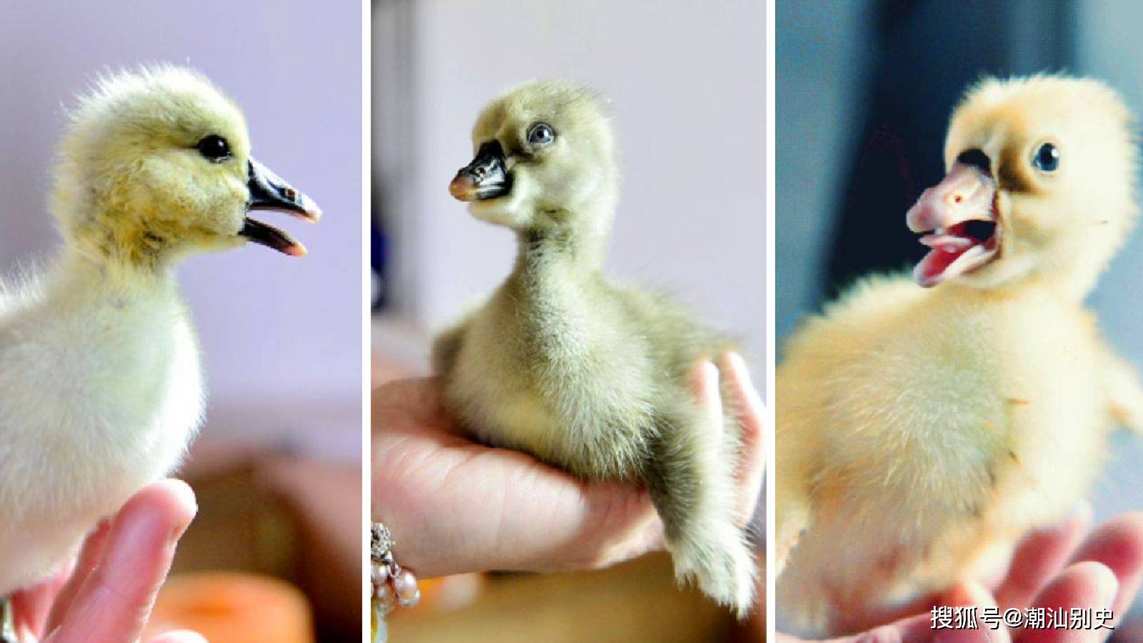 潮汕狮头鹅和汕头卤鹅,人所罕知的今时往事